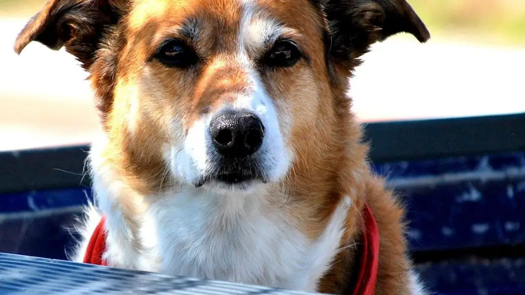 dog in truck bed