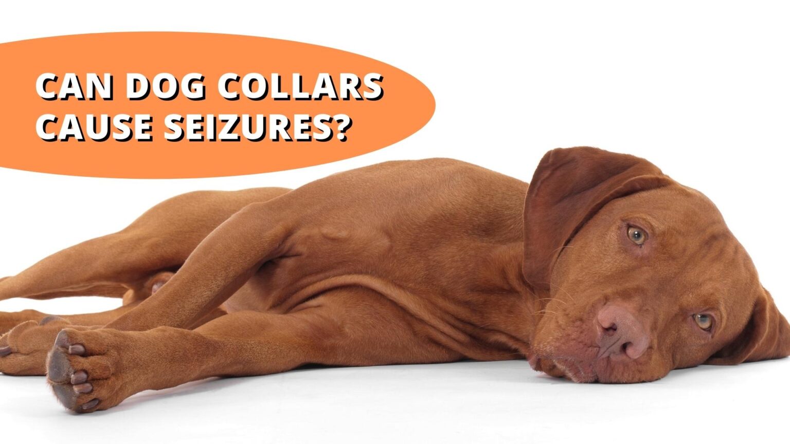 Can Dog Collars Cause Seizures? (Surprising Truth..)