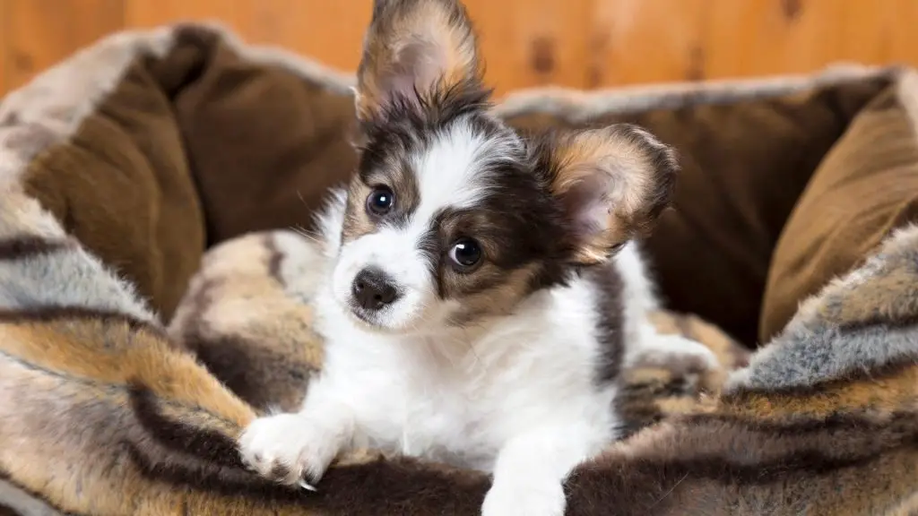 crate or dog bed for puppy