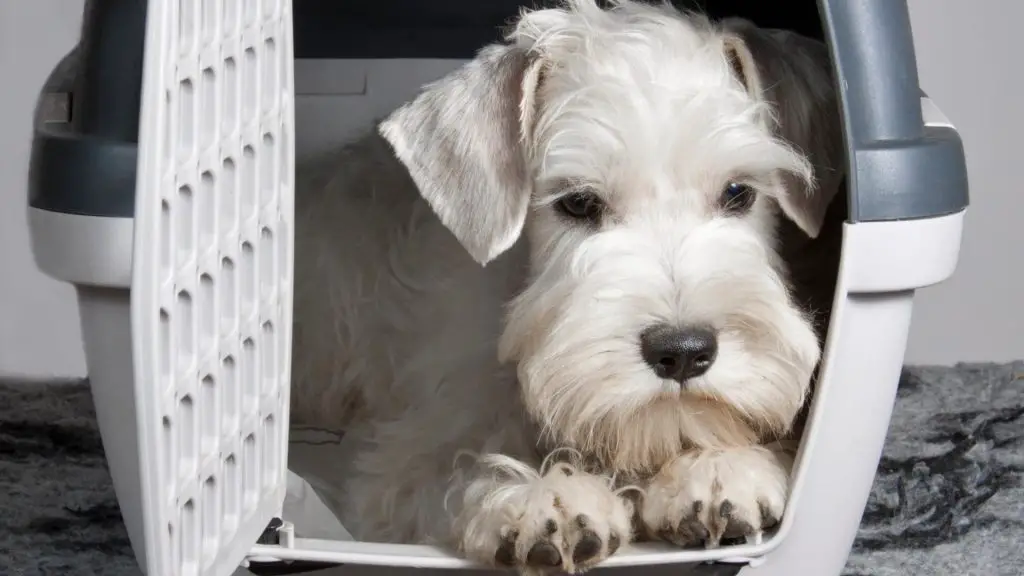 dog bed vs crate