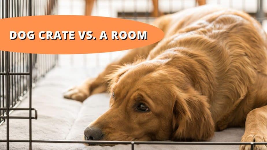 Dog Crate Vs. A Room | Which Is Better For Your Dog?