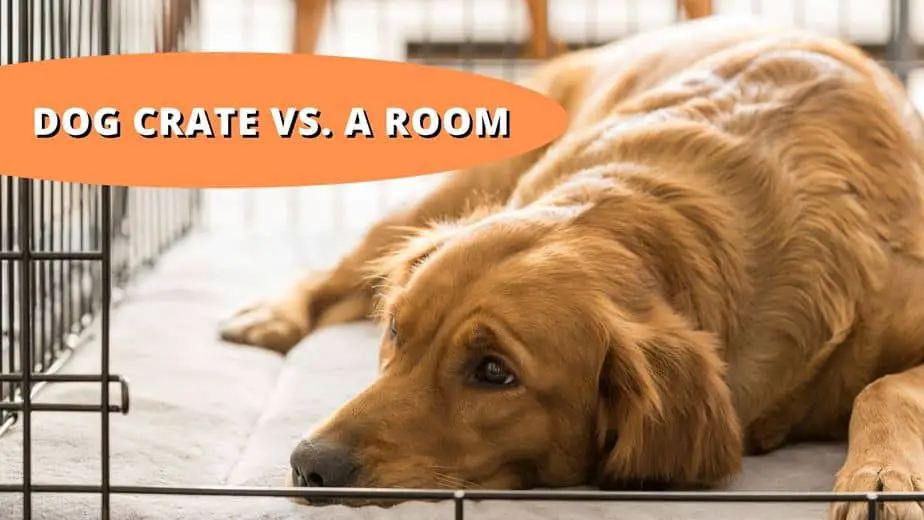 dog crate vs room