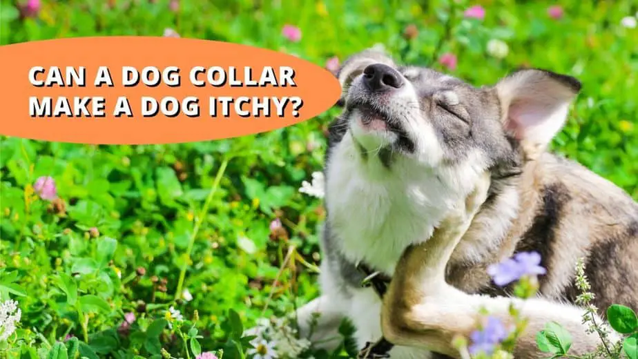 Can a Collar Make a Dog Itchy? (Simply Explained!)