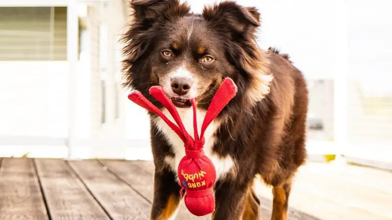 dollar tree dog toys