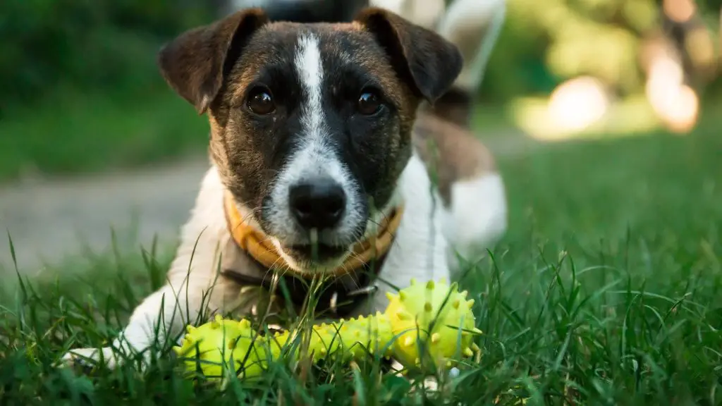 dog with a toy