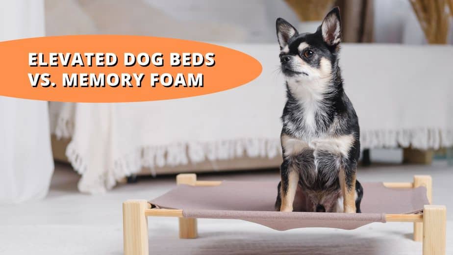 elevated dog bed vs memory foam