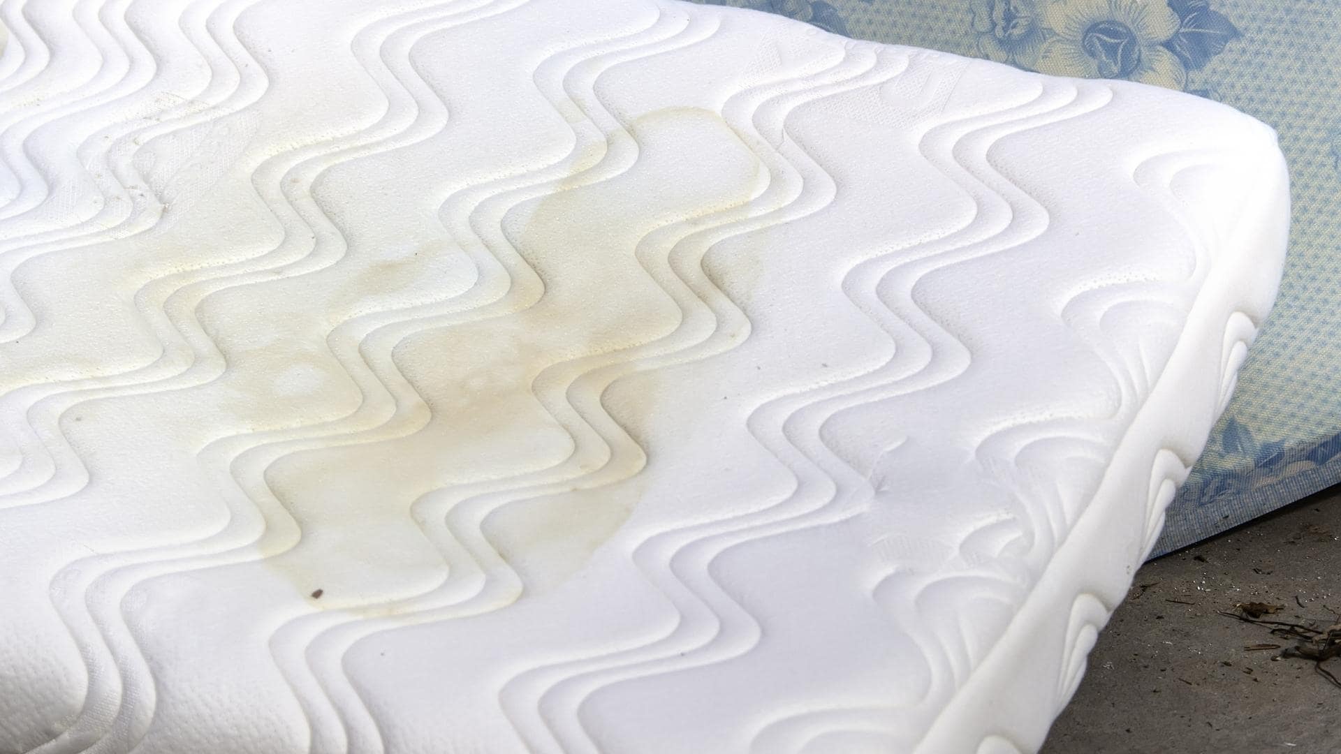 Why Do Dog Beds Smell? (5 Reasons + Tips To Help)