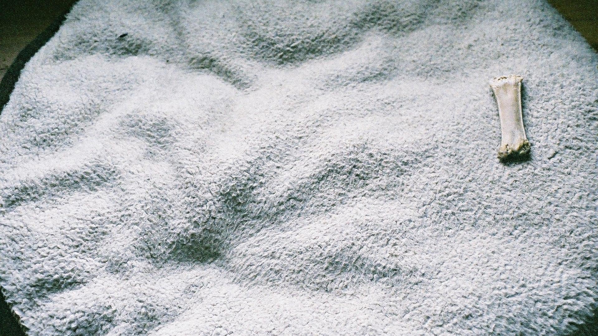 Why Do Dog Beds Smell? (5 Reasons + Tips To Help)