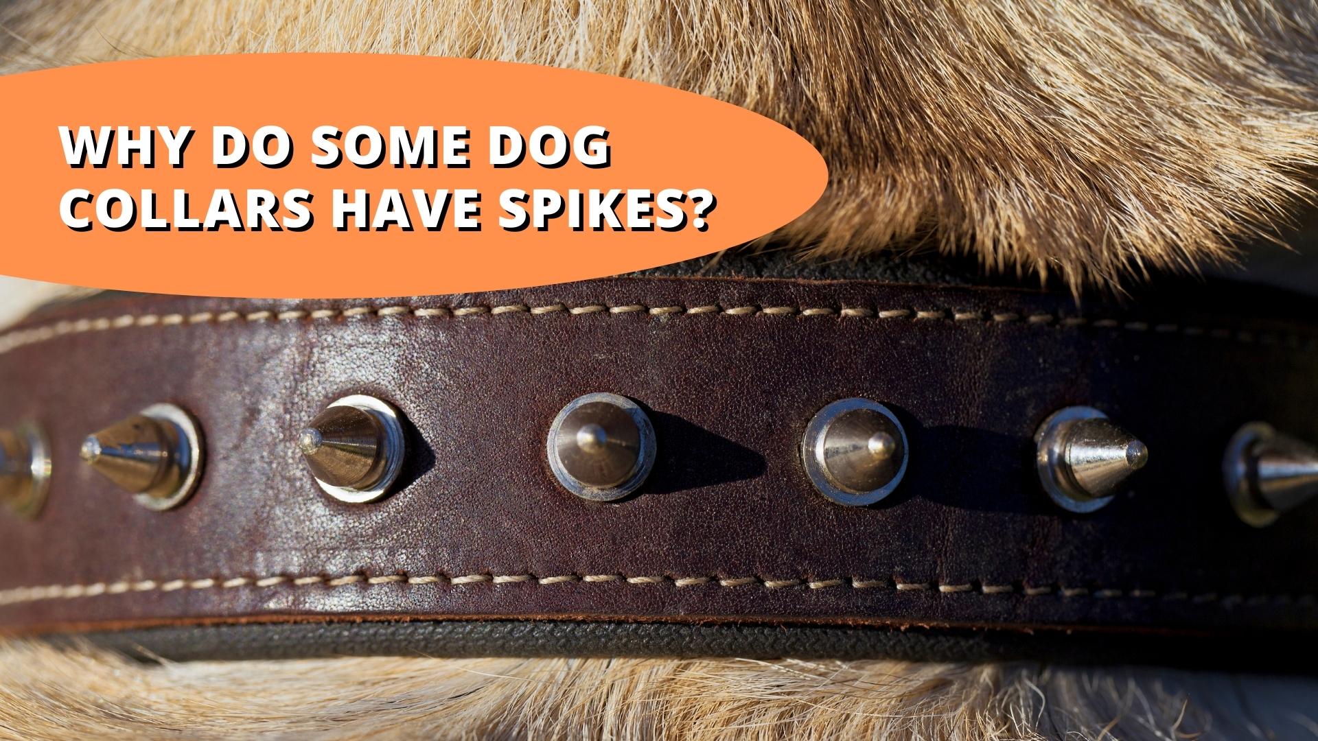Why Are Dog Collars Spiked