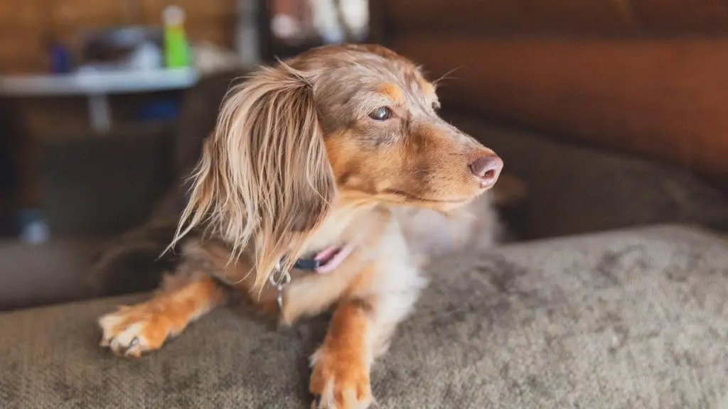 Can Dachshunds Be Left Alone