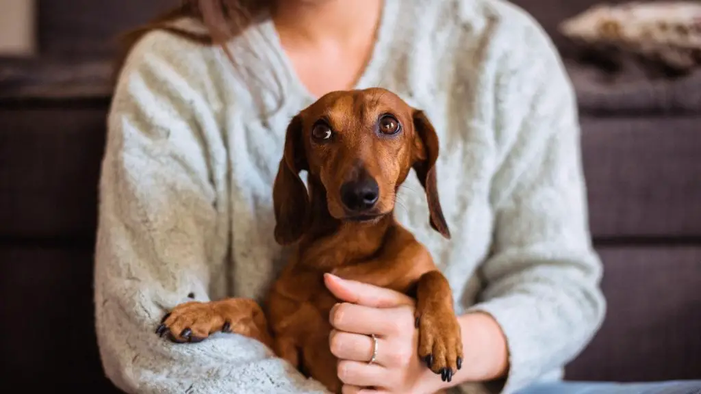 Can Dachshunds Be Service Dogs