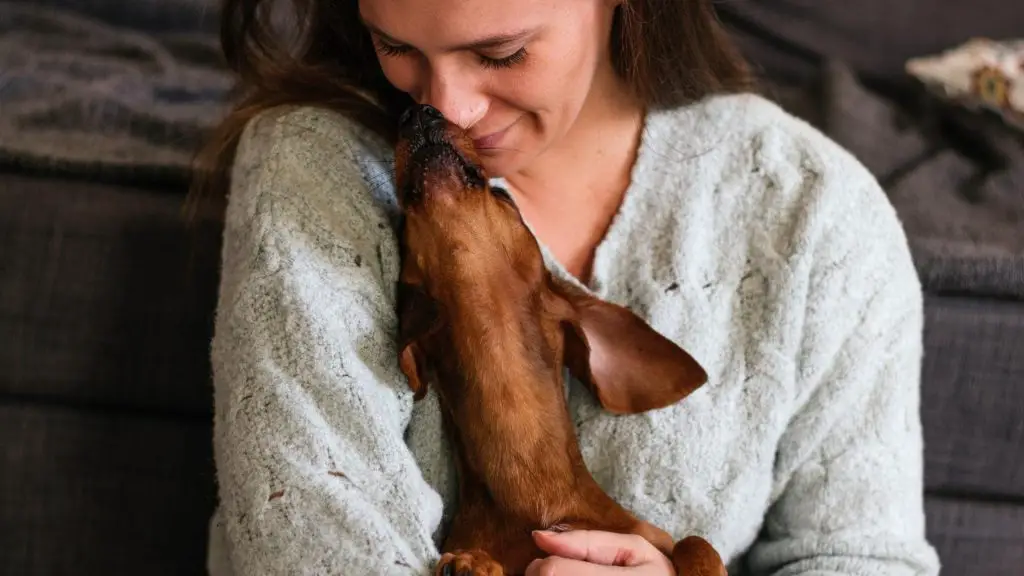 Can Dachshunds Be Service Dogs