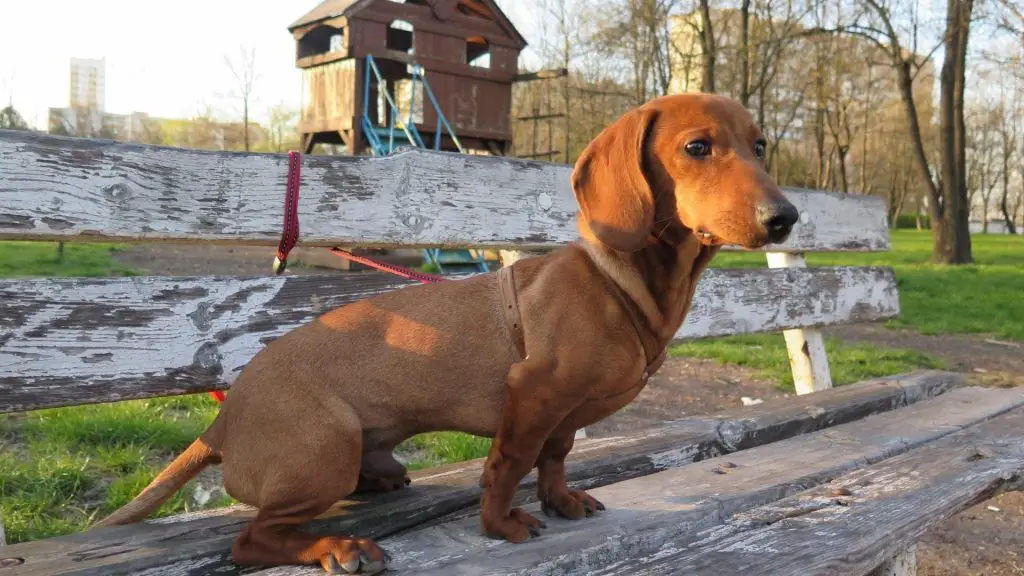 Can Dachshunds Climb Stairs