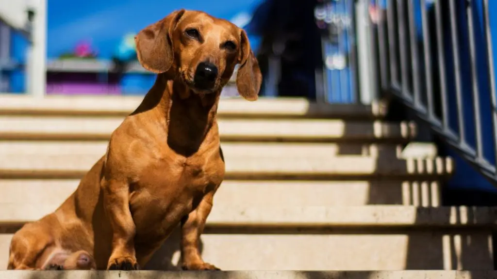 Can Dachshunds Climb Stairs