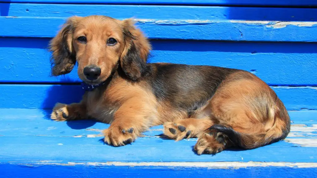 Can Dachshunds Climb Stairs