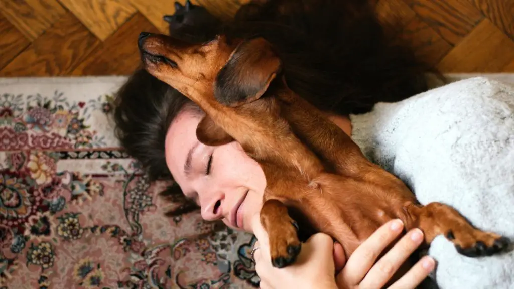 Do Dachshunds Like To Cuddle