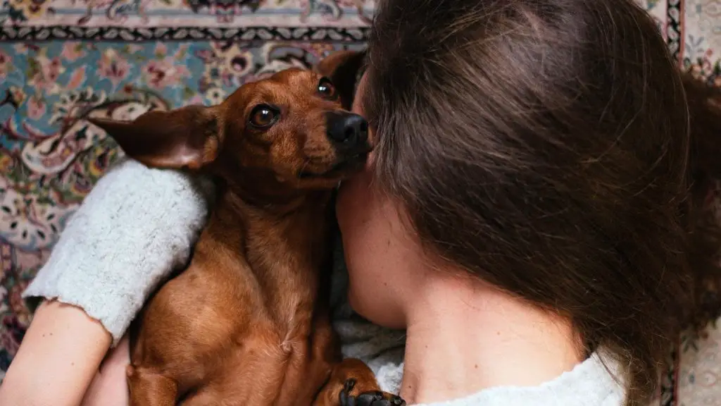 Do Dachshunds Like To Cuddle