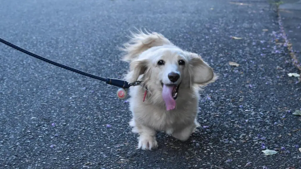 Is Running Bad For Dachshunds