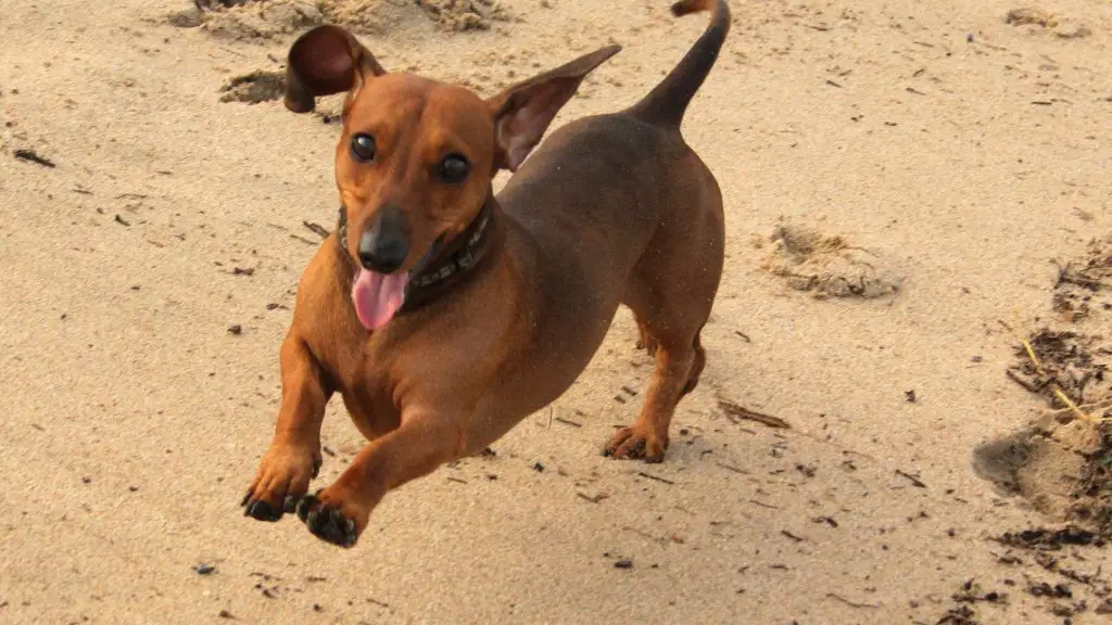 Is Running Bad For Dachshunds