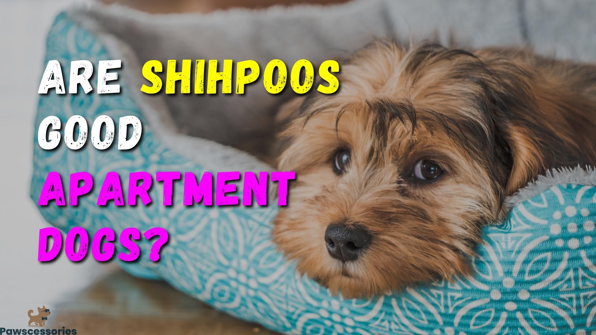 8 Reasons Shih Poos Make Great Apartment Dogs + Tips