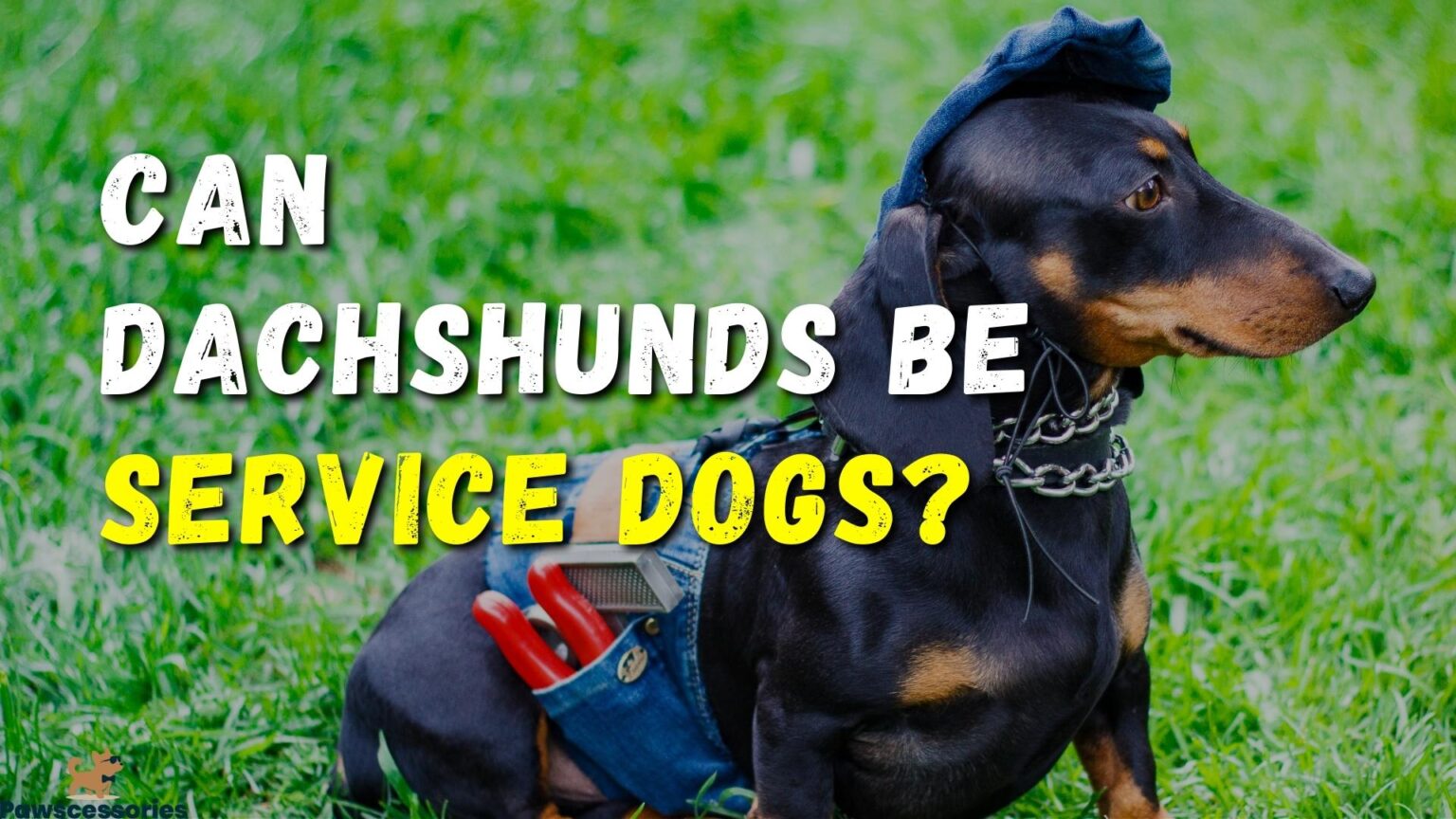 Why Is My Dachshund Getting So Fat? Top 6 Reasons + Tips