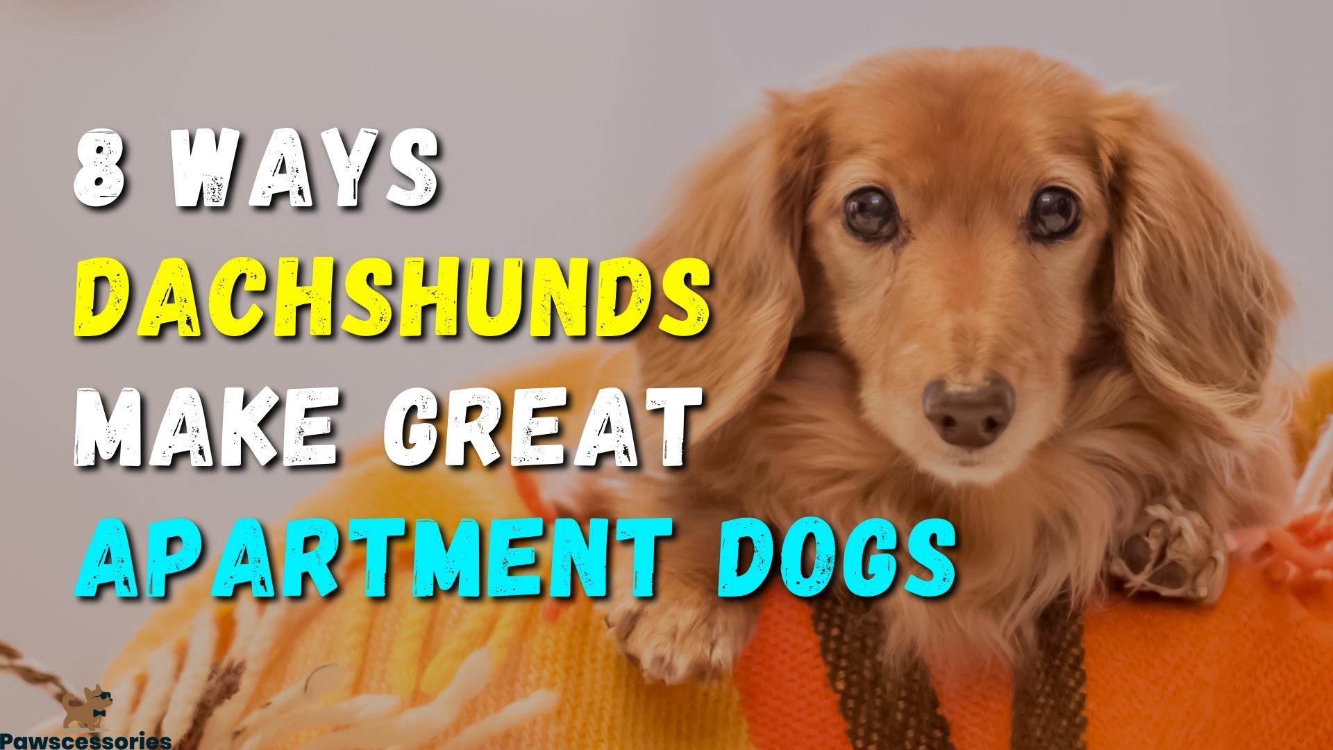 Can Dachshunds Live In Apartments? (8 Ways They Can + Tips)