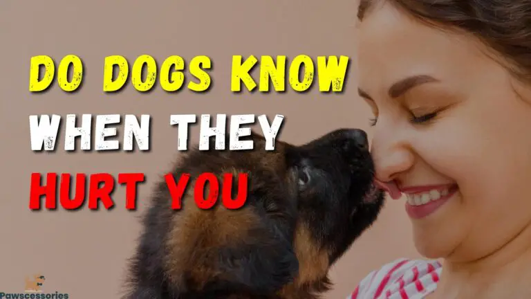 8-ways-to-tell-if-your-dog-knows-they-ve-hurt-you