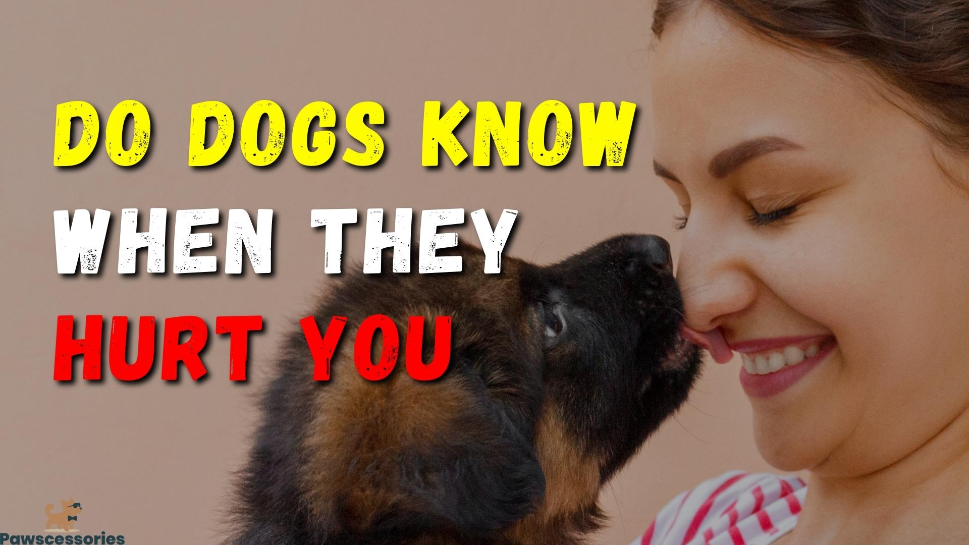 8 Ways To Tell If Your Dog Knows They’ve Hurt You