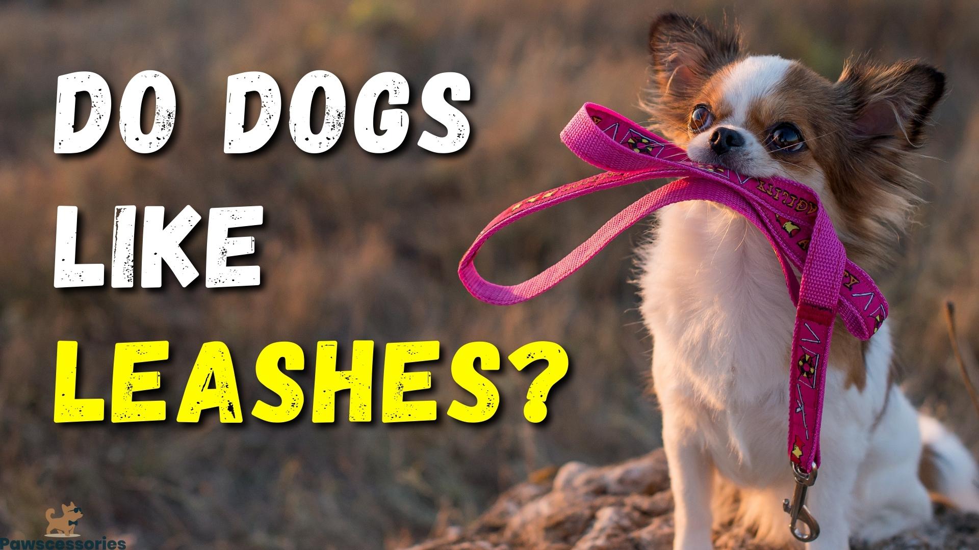 Top 6 Reasons Dogs Like Leashes + 4 Reasons They Don’t