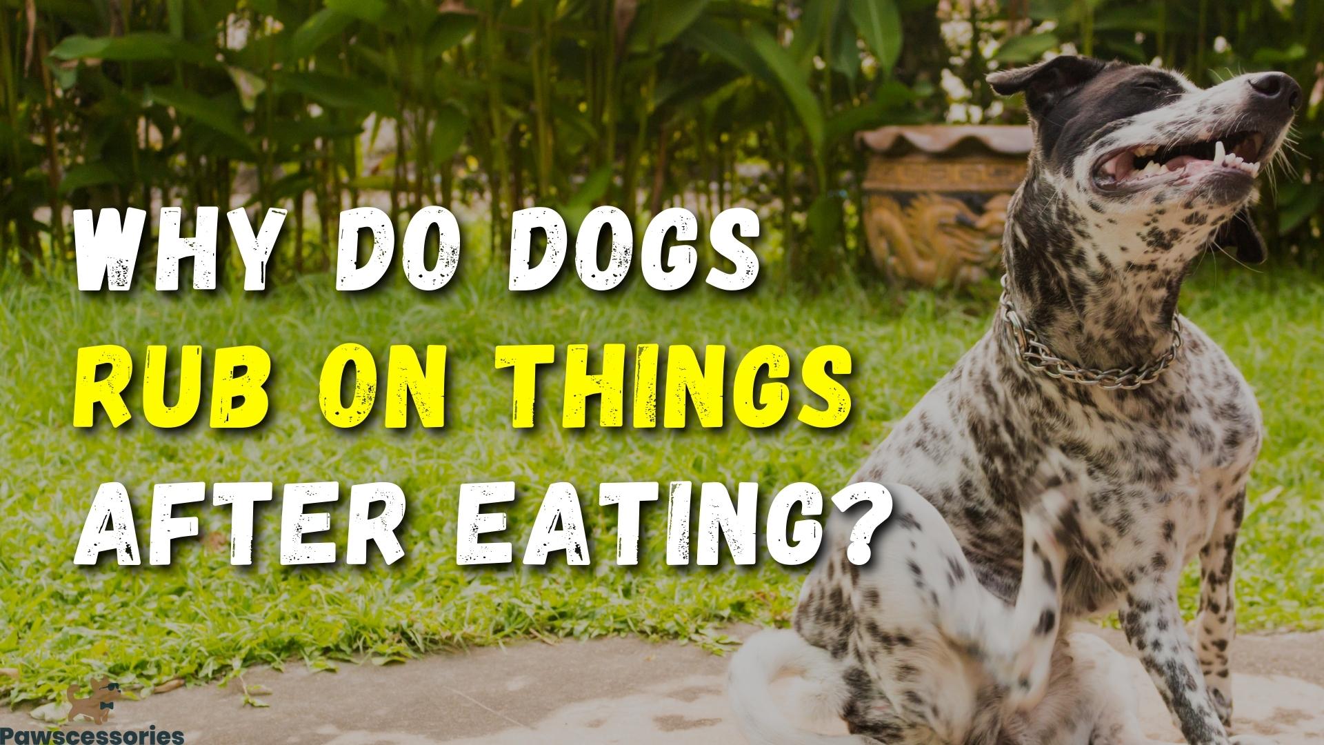 why-do-dogs-rub-on-things-after-eating-explained