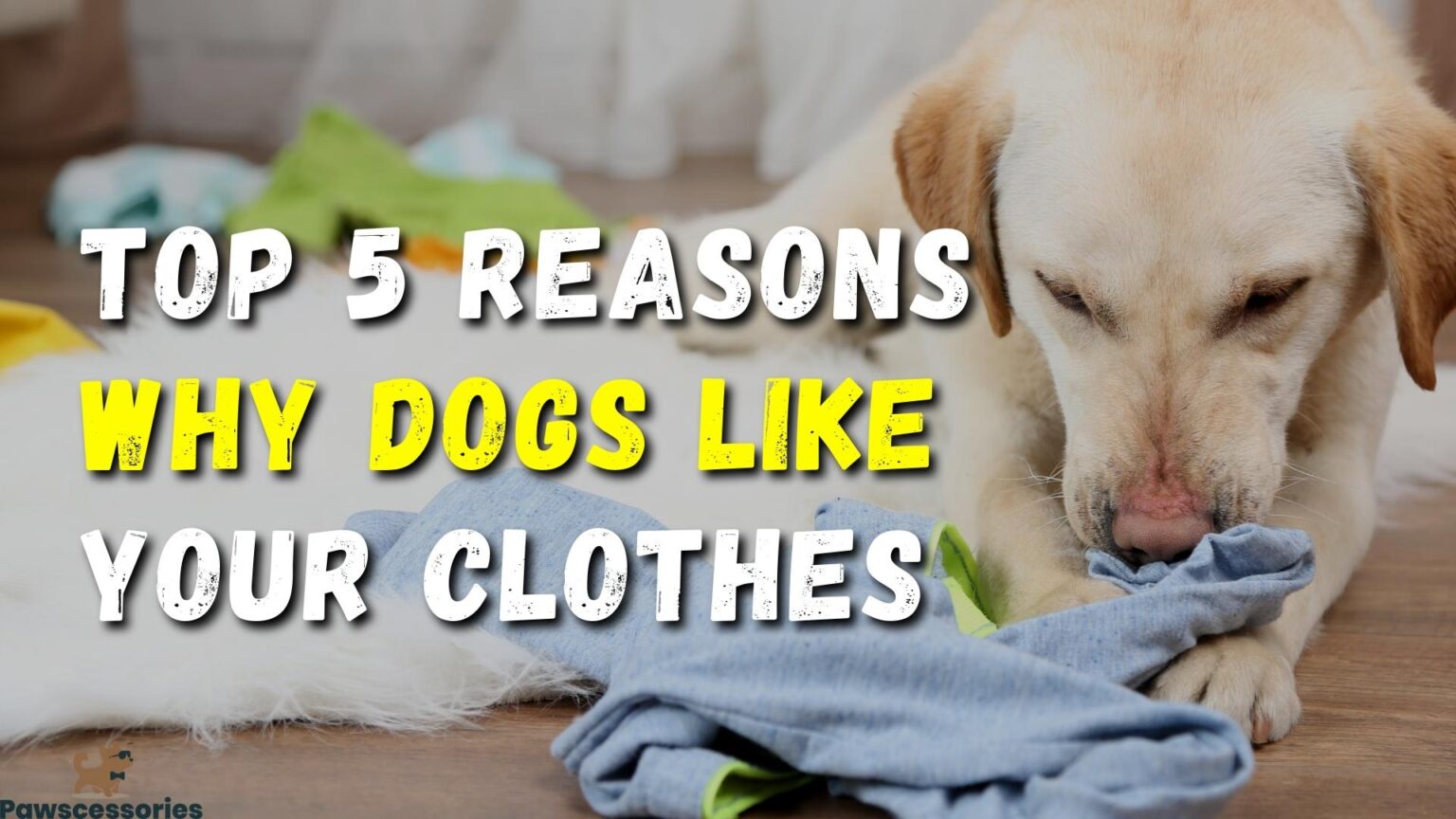 8-ways-to-tell-if-your-dog-knows-they-ve-hurt-you