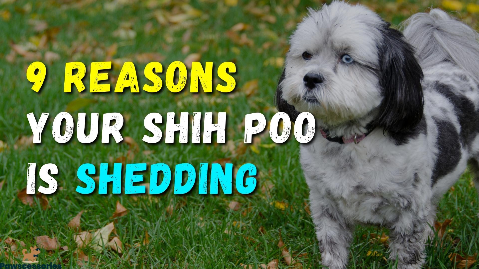 9 Reasons Why Your Shih Poo Is Shedding More + 3 Tips