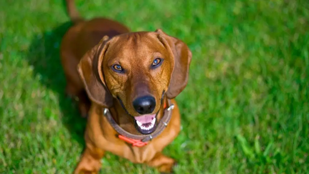 Are Dachshunds Aggressive