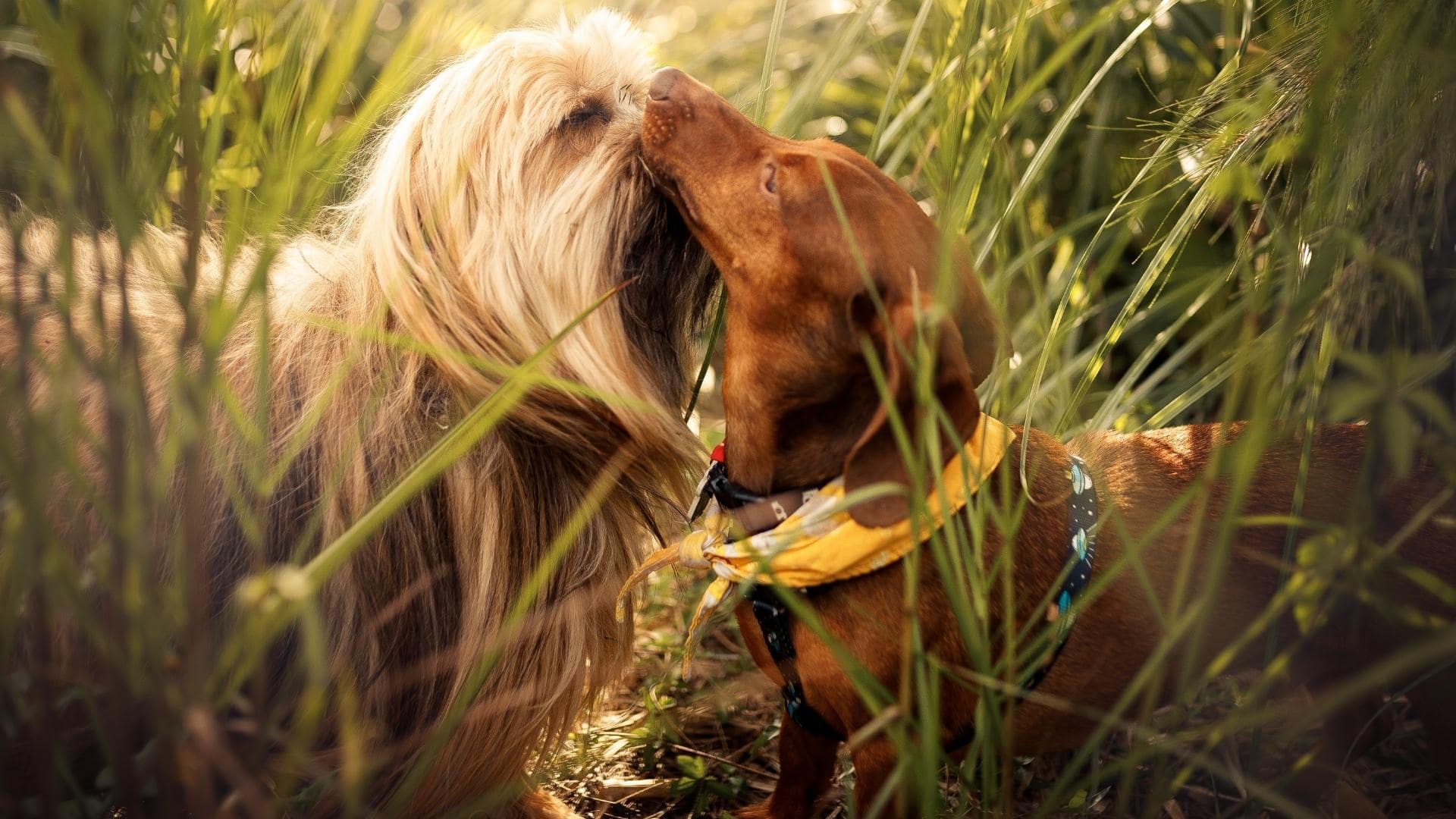 Are Dachshunds Aggressive? The Truth + 11 Helpful Tips