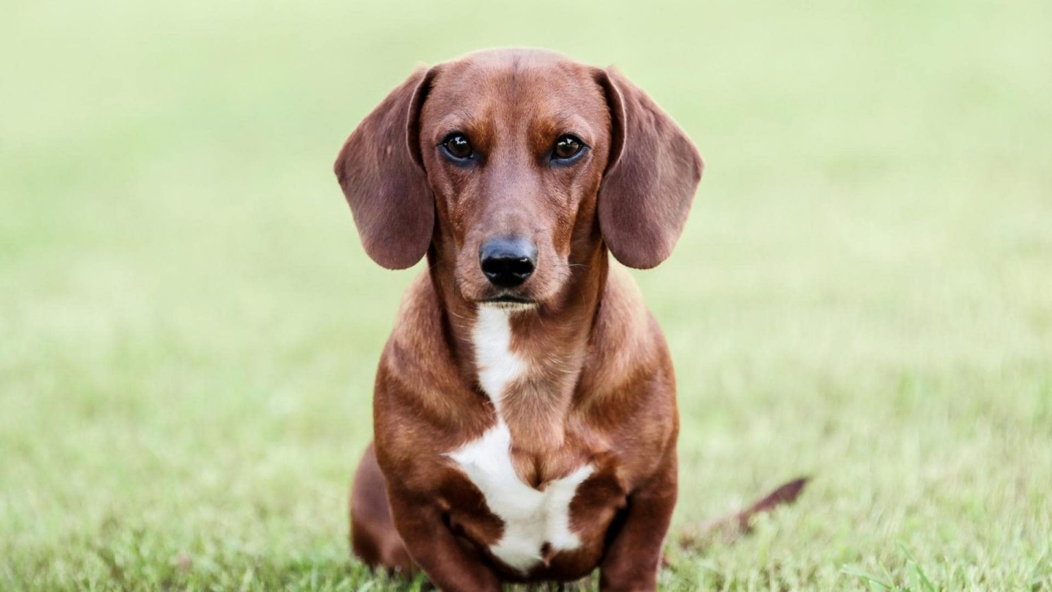 Are Dachshunds Aggressive? The Truth + 11 Helpful Tips