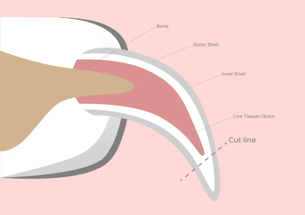 How To Cut Dachshund Nails (10 Simple Steps)