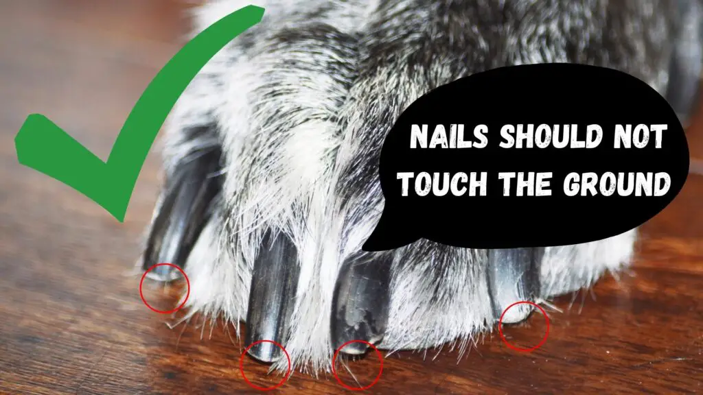 the proper length of dachshund nails