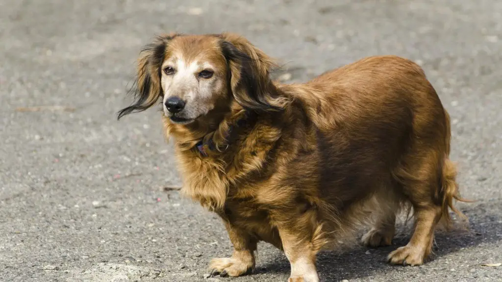 My Dachshunds Is Always Hungry