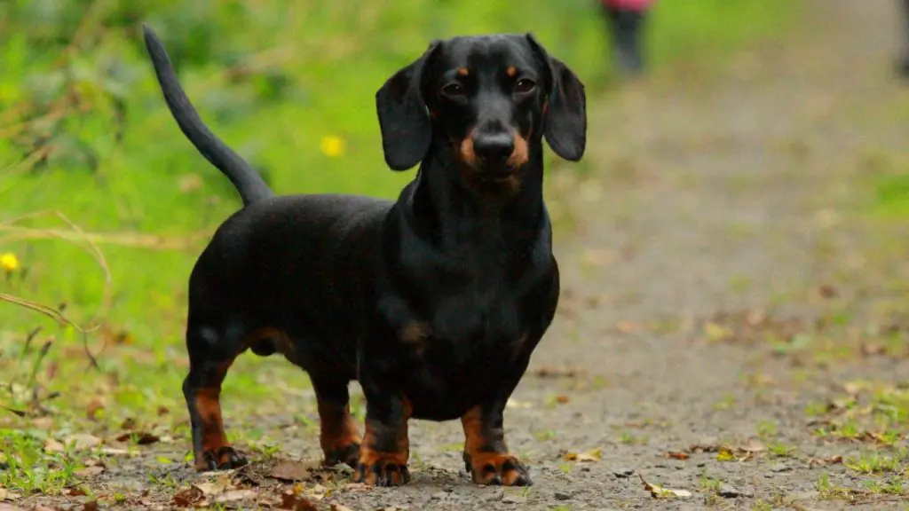 My Dachshunds Is Always Hungry