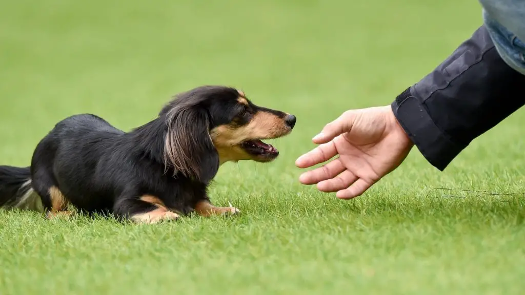 When do dachshunds calm down