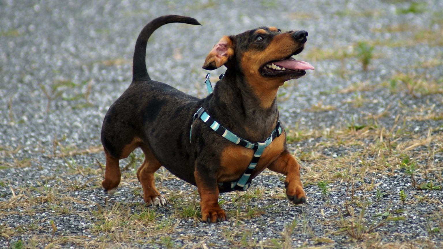 When Do Dachshunds Calm Down? Age By Age Breakdown