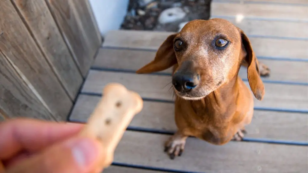 Why Are Dachshunds Always Hungry