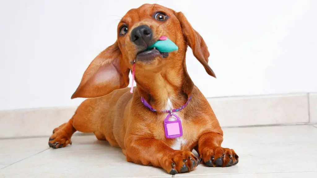 Why Do Dachshund Have Bad Breath