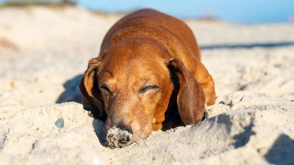 Dachshund sleeping