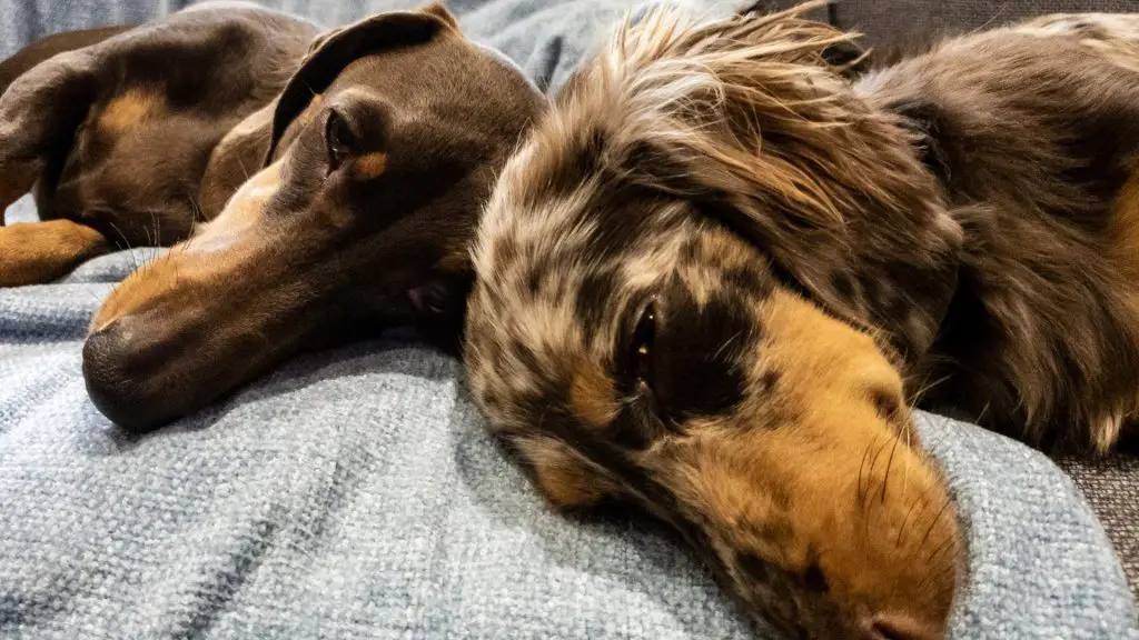 Dachshunds Sleeping