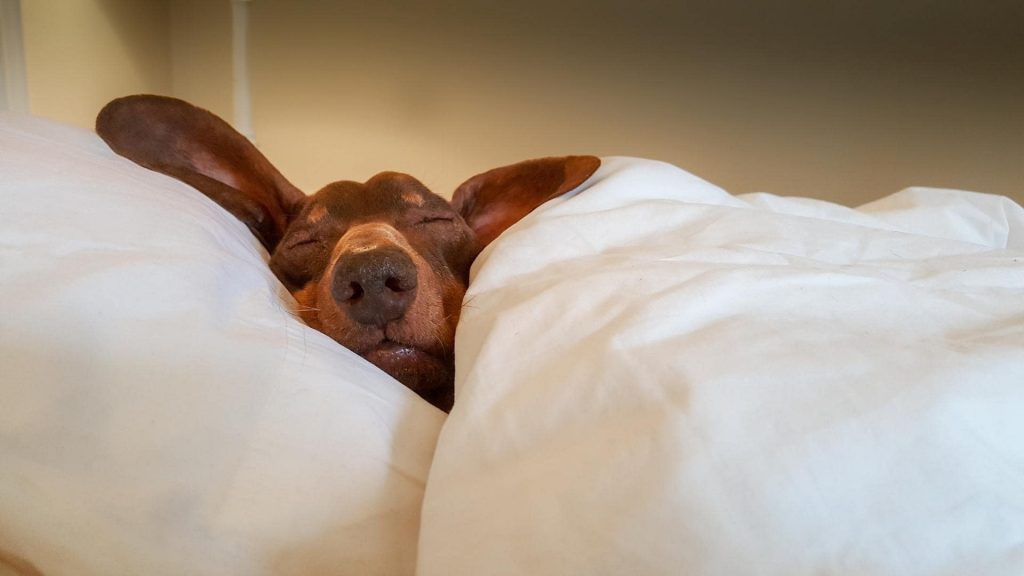 Dachshund sleeping under covers