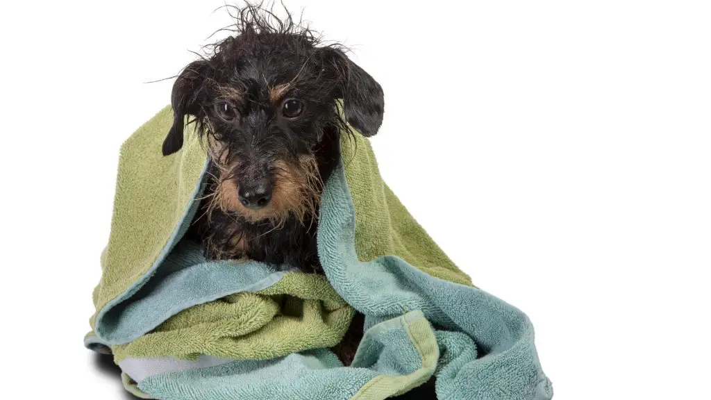 Dachshunds bath