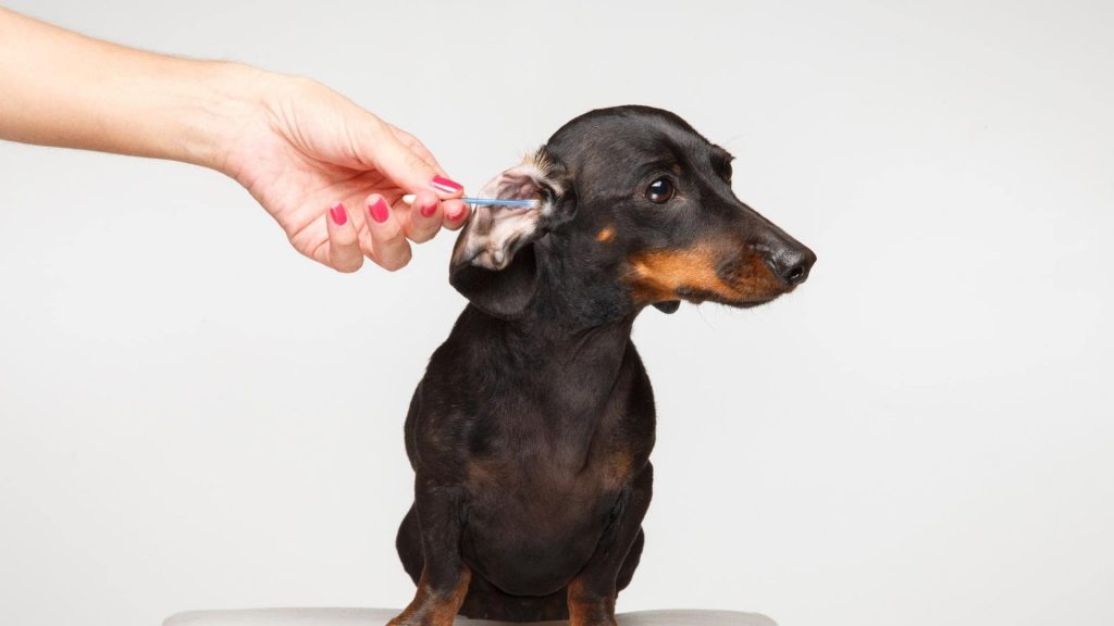 Dachshund ear cleaning