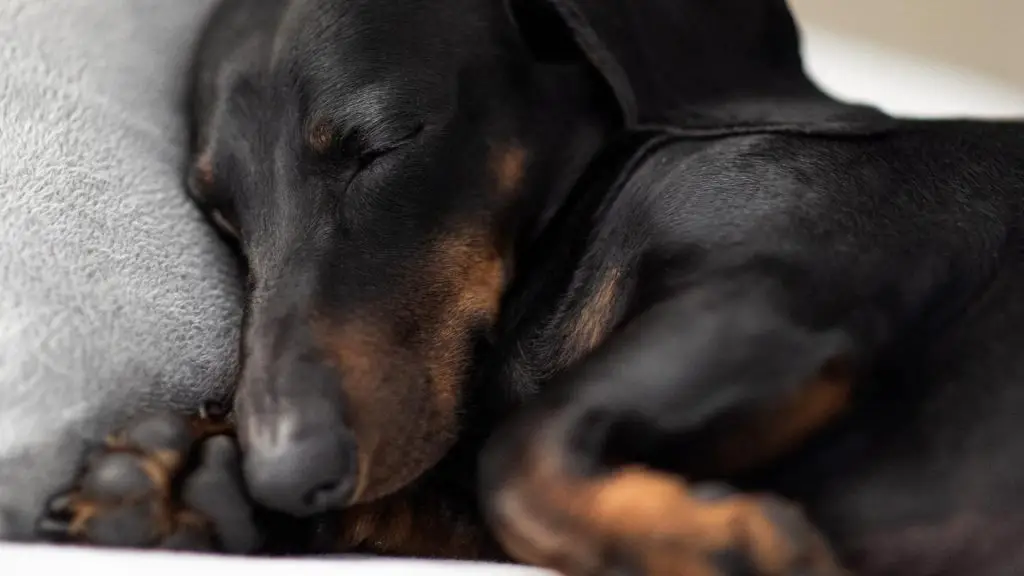 Why Do Dachshunds Yawn So Much