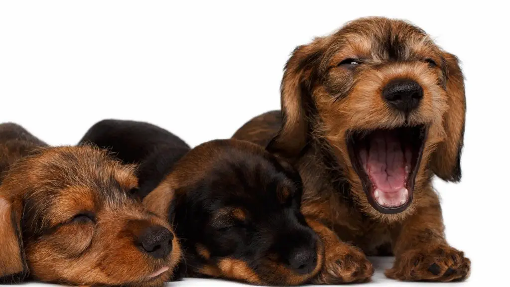 Why Do Dachshunds Yawn So Much